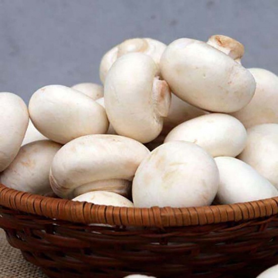 Nấm mỡ trắng tươi ngon, sản phẩm VietGAP
